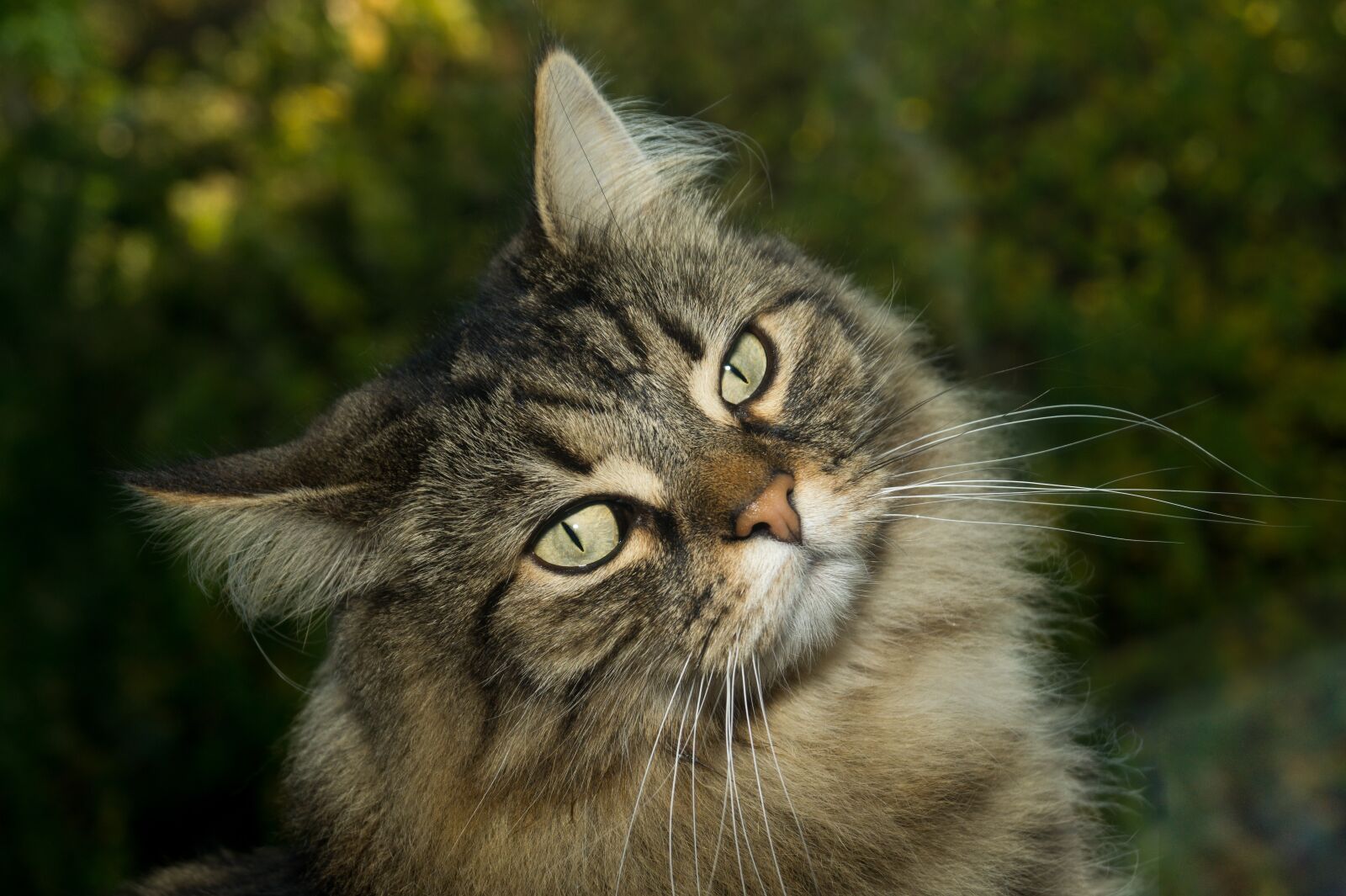 Sony DT 18-55mm F3.5-5.6 SAM II sample photo. Cat, norwegian forest cat photography