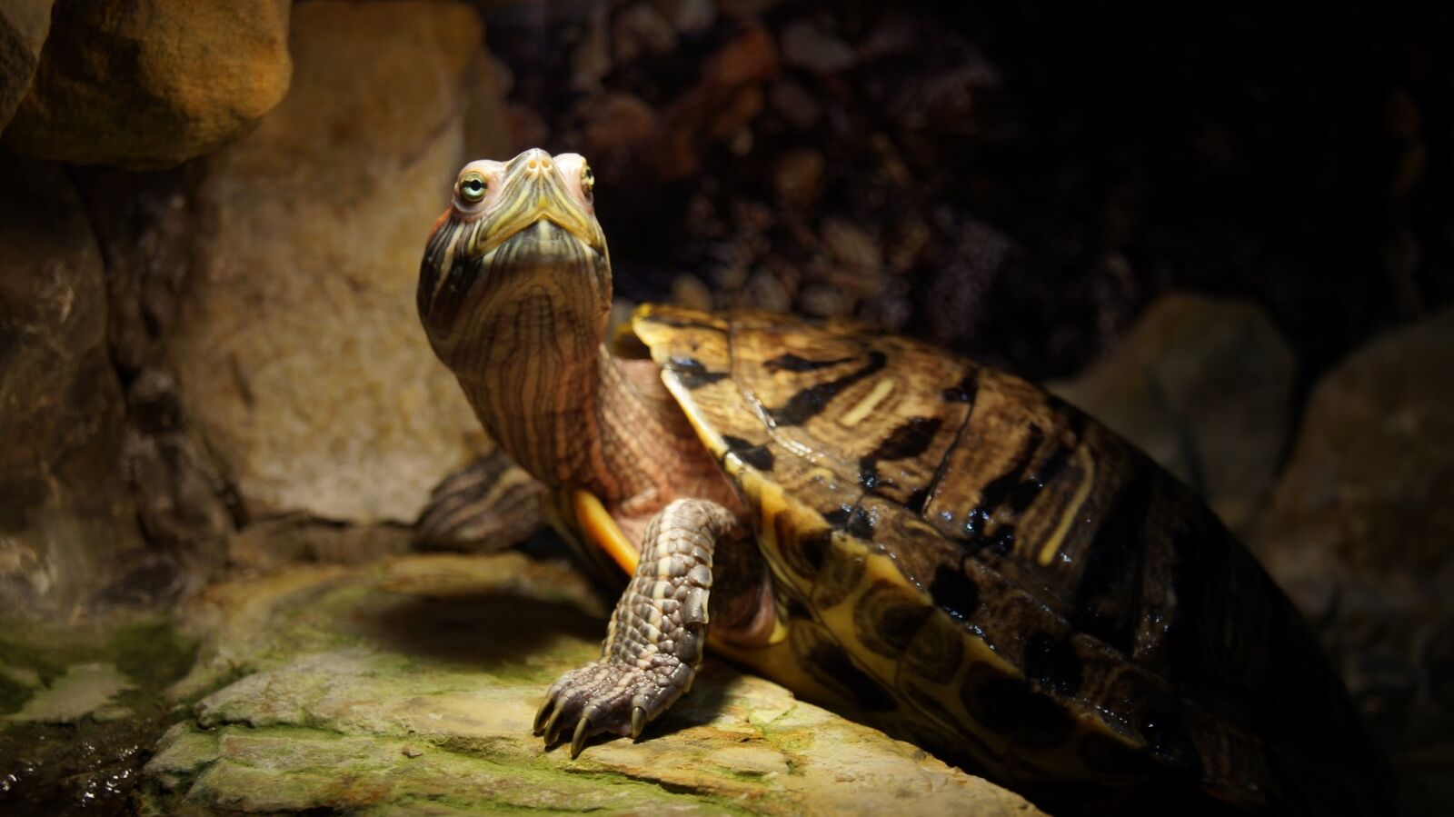 Sony SLT-A37 sample photo. Tortoise, animals, armor photography