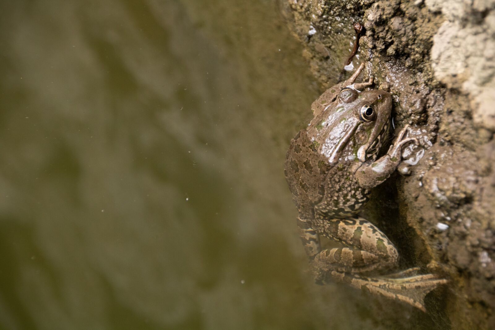 Canon EOS 750D (EOS Rebel T6i / EOS Kiss X8i) sample photo. Pond, water, frog photography
