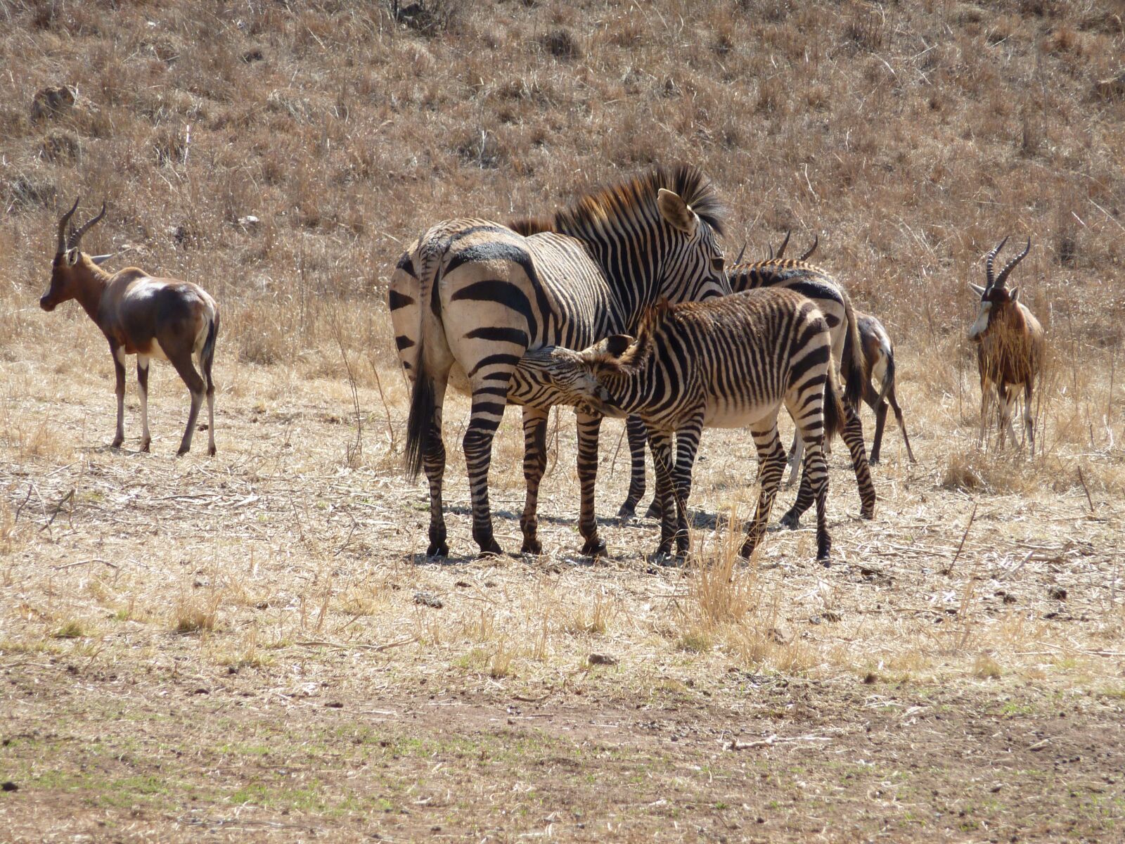 Panasonic DMC-TZ7 sample photo. Wildlife, mammals, campaign photography