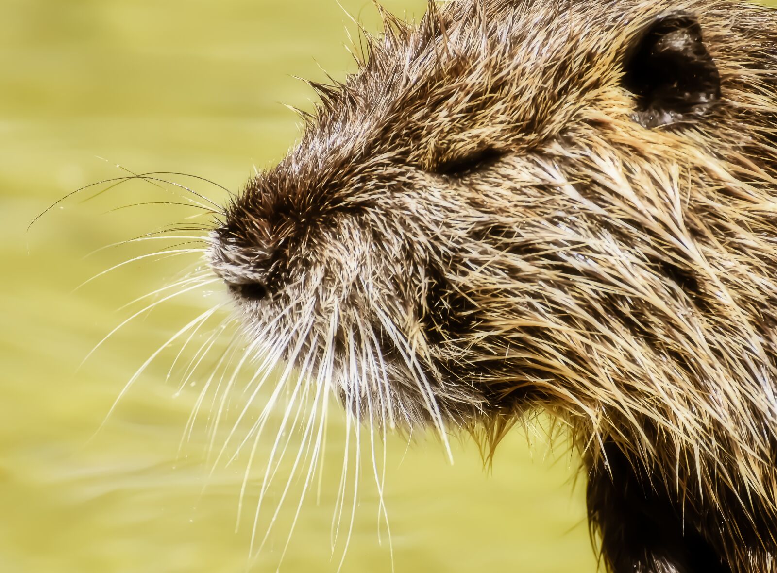 Nikon D7200 sample photo. Nutria, water rat, water photography