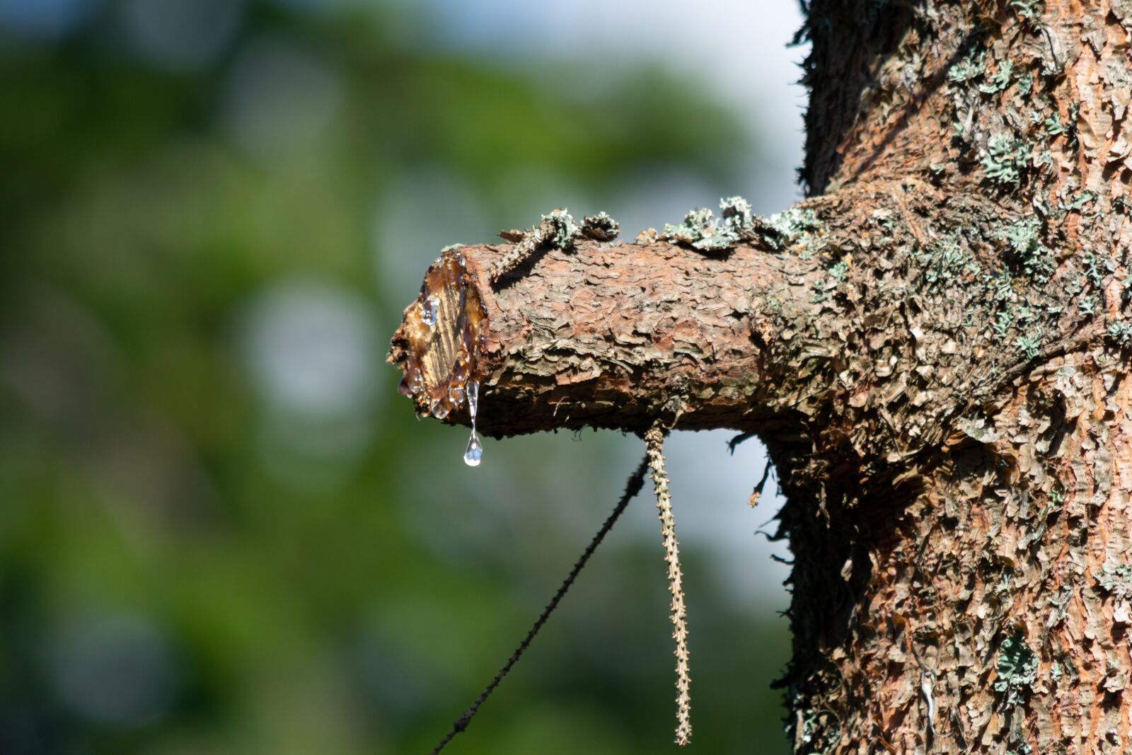 Nikon D3300 sample photo. Pine wood, resin, tree photography