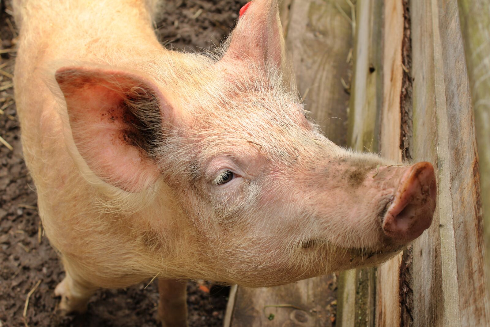 Canon EOS 1200D (EOS Rebel T5 / EOS Kiss X70 / EOS Hi) sample photo. Pig, snout, animal photography