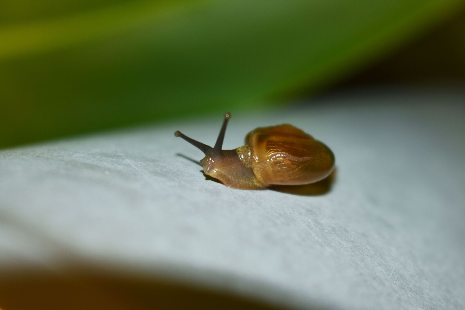 Nikon D3400 sample photo. Snail, brown snail, outdoor photography