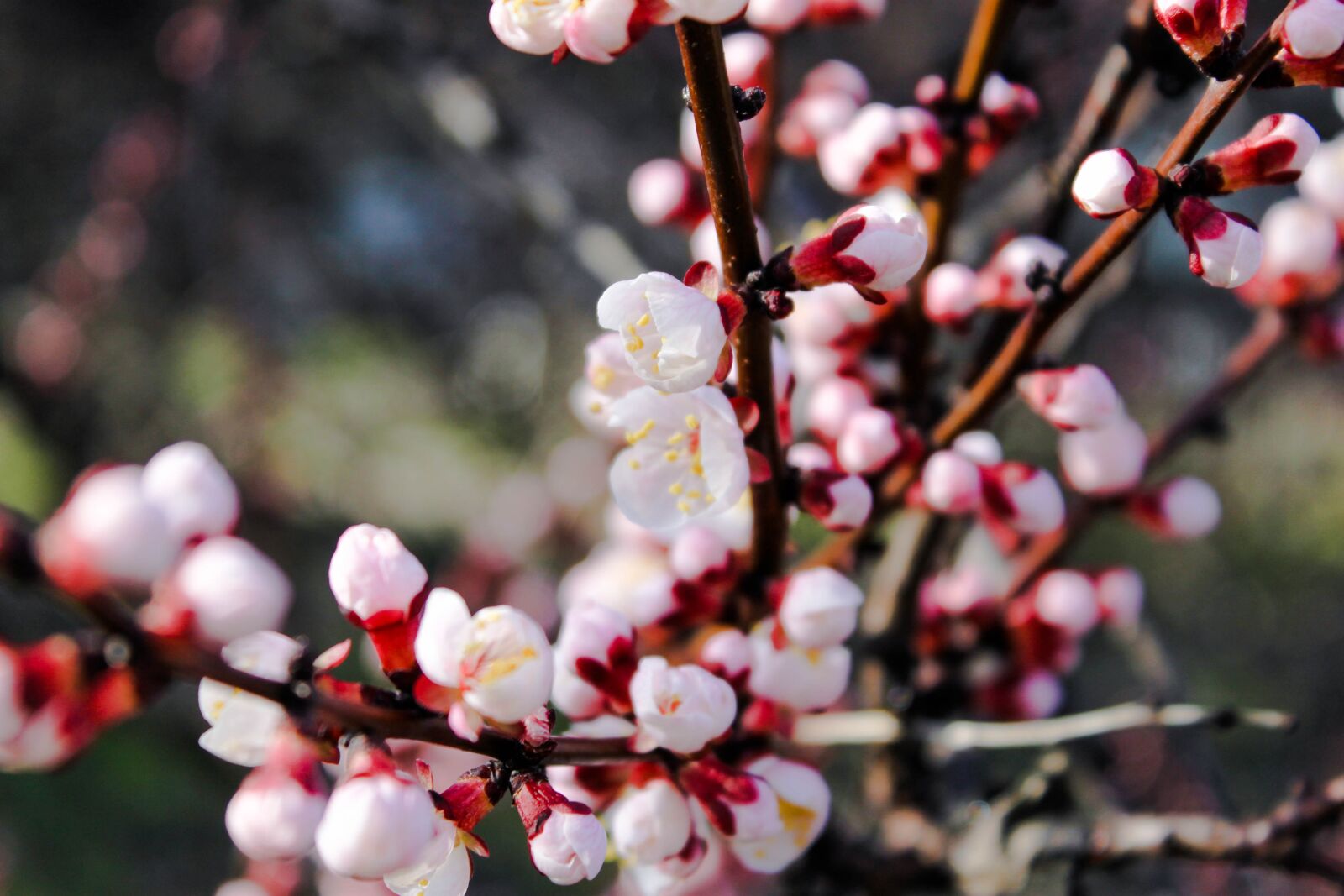Canon EOS 1100D (EOS Rebel T3 / EOS Kiss X50) sample photo. Small flowers, pink, spring photography