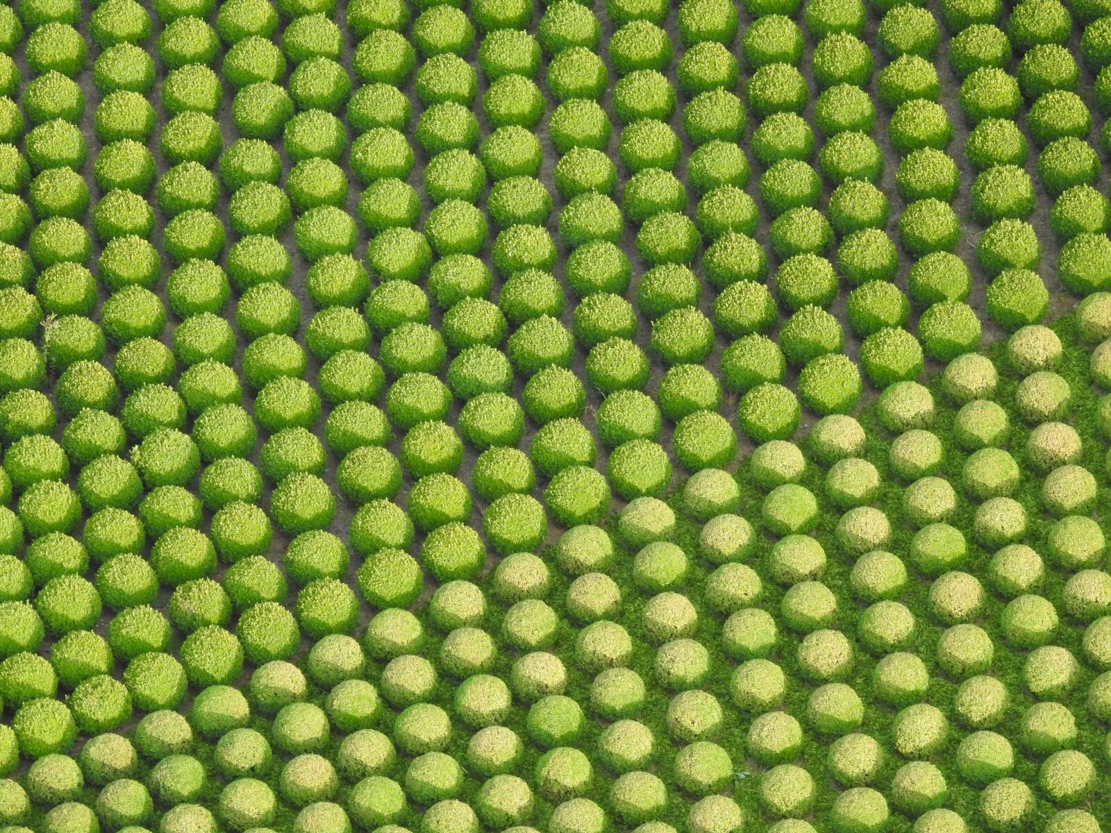 Nikon Coolpix P900 sample photo. Buxus, nature, vegetable photography