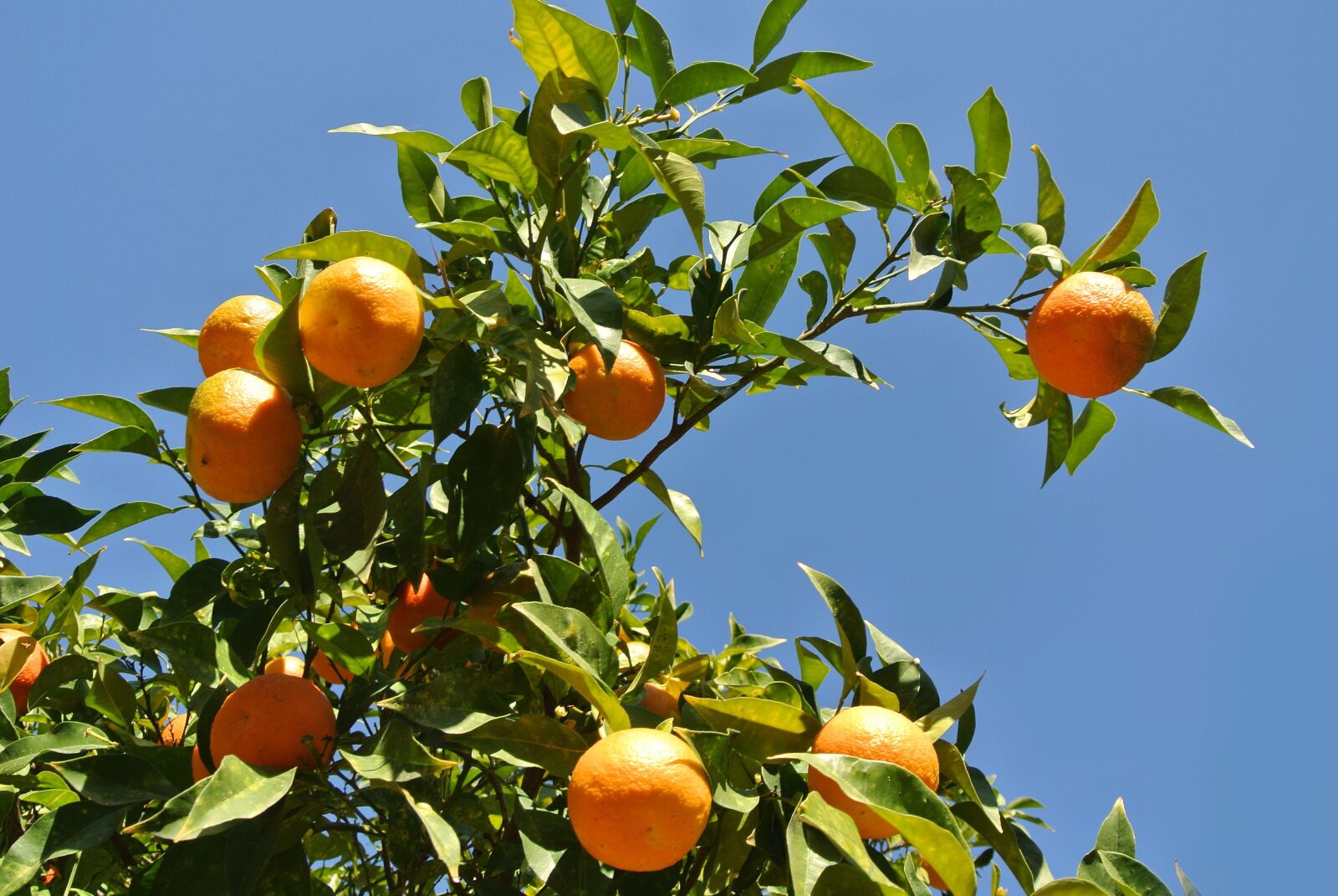 Nikon 1 J1 sample photo. Oranges, orange tree, green photography