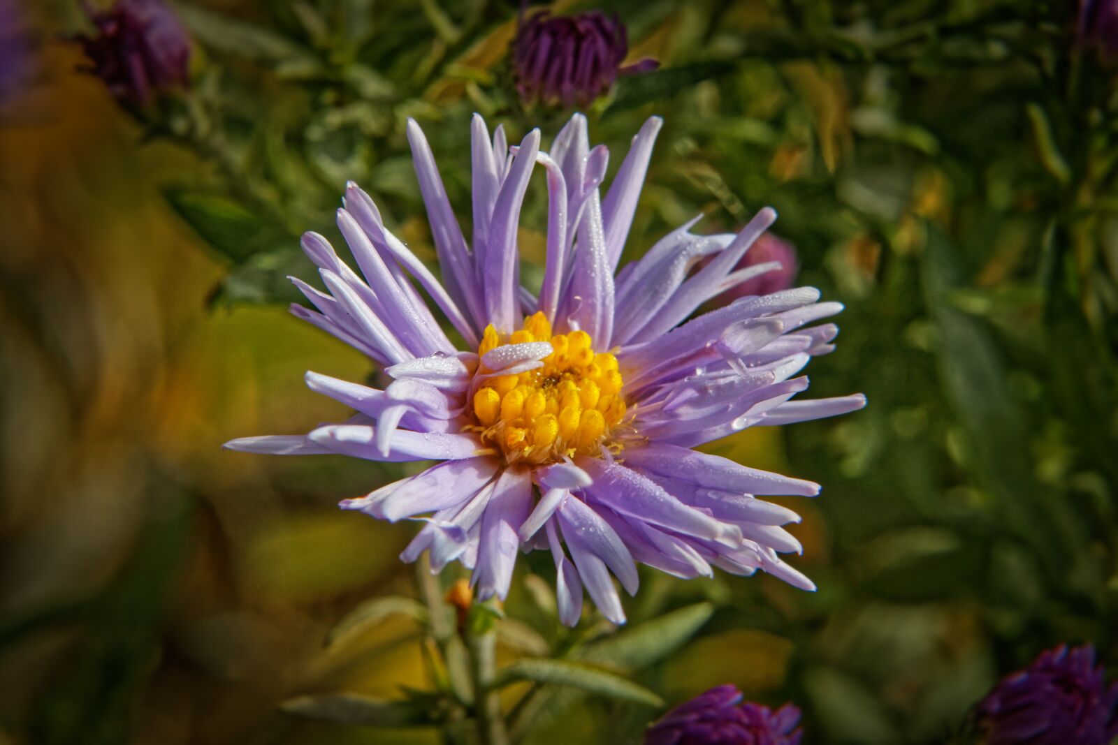 Canon EOS 500D (EOS Rebel T1i / EOS Kiss X3) sample photo. Flower, bloom, macro photography