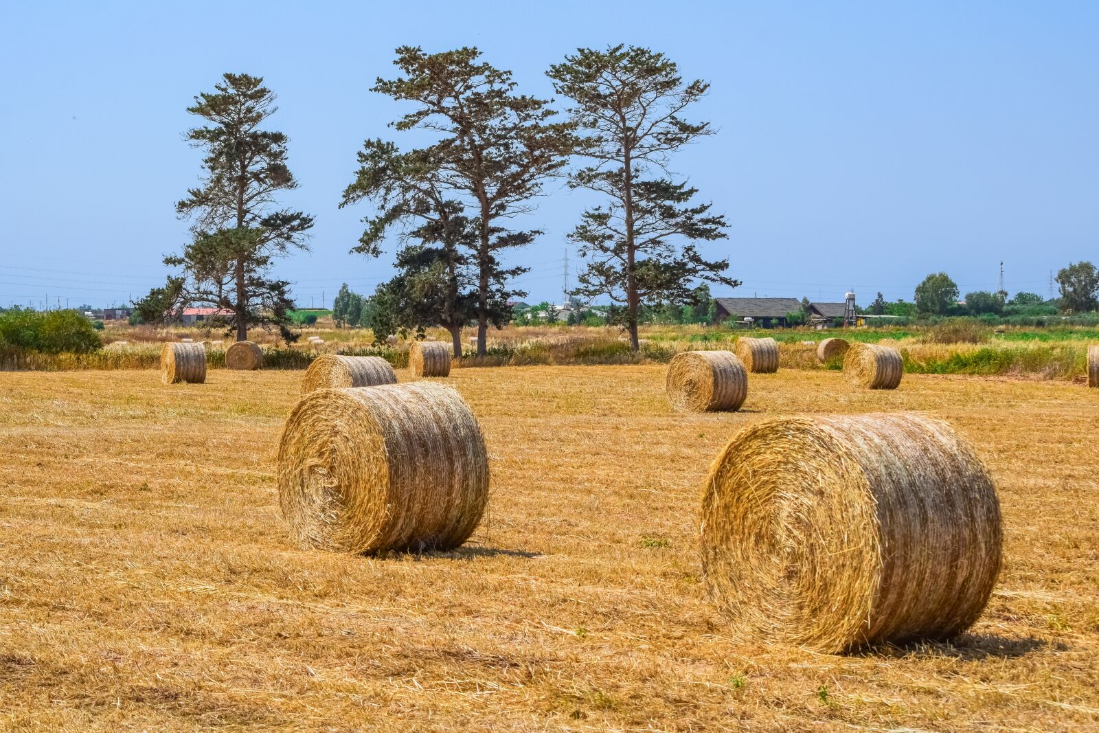 Nikon D3300 sample photo. Hay, agriculture, straw photography