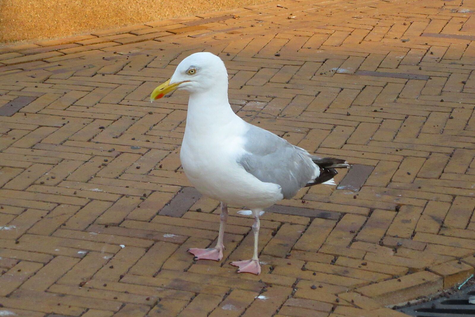 Canon PowerShot SX610 HS sample photo. Seagull, seabird, begging photography