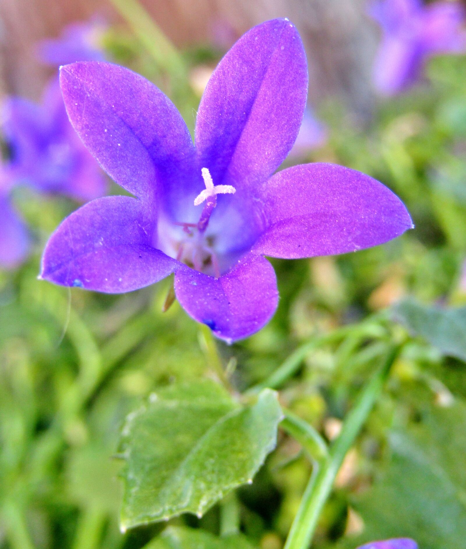 Canon POWERSHOT SX432 IS sample photo. Bellflower, purple, blossom photography