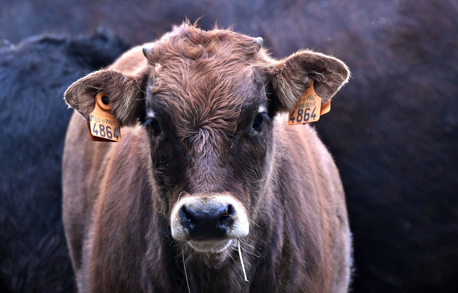 Nikon D500 sample photo. Calf, cow, herkauwer photography