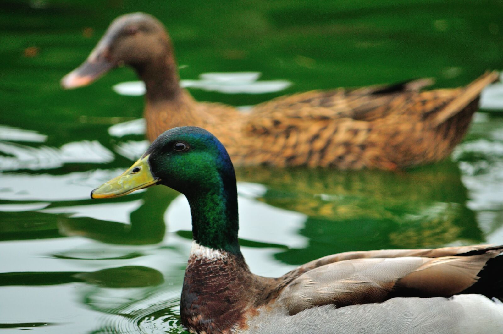 Nikon D90 sample photo. Mallard, ducks, duck photography