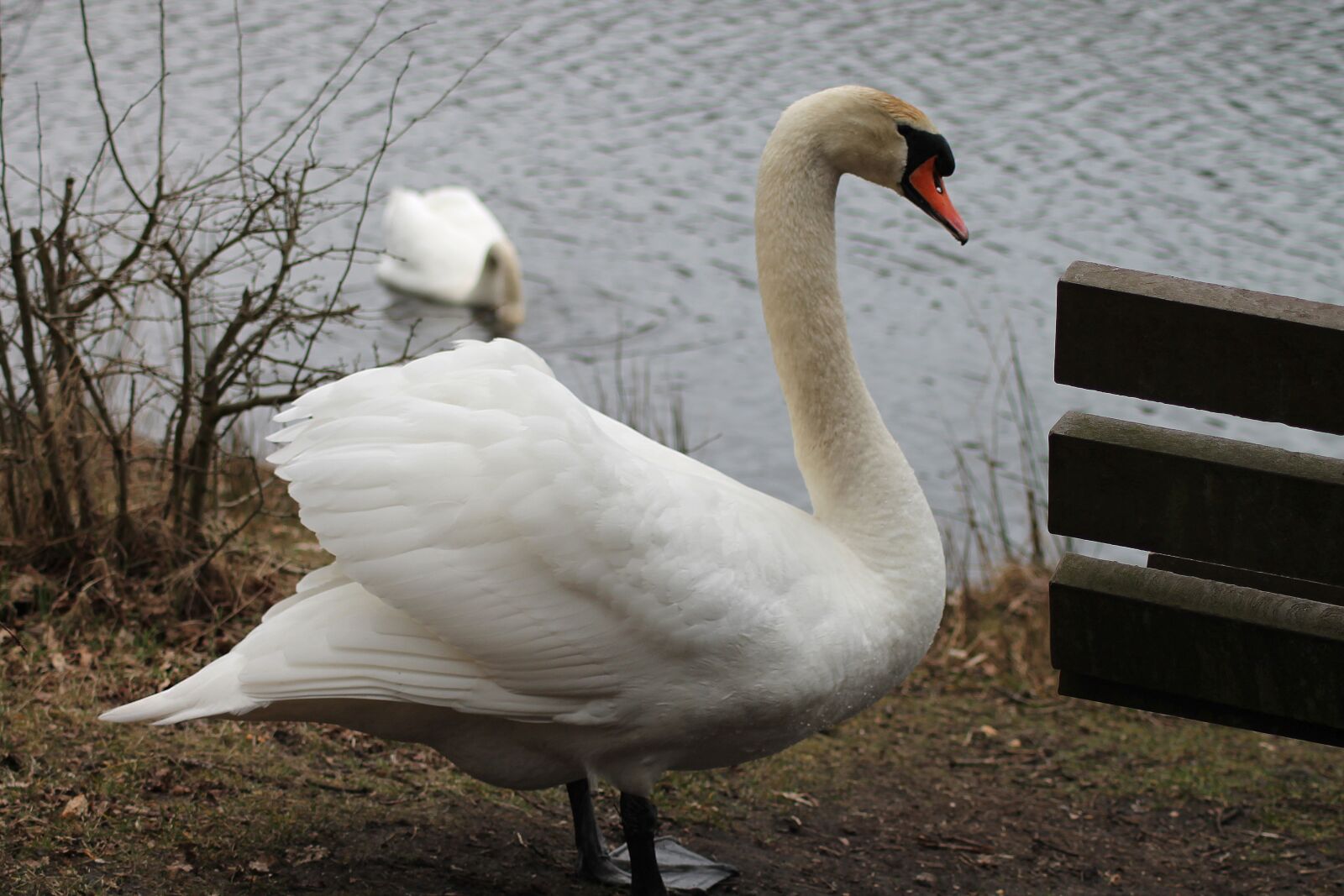Canon EOS 1100D (EOS Rebel T3 / EOS Kiss X50) sample photo. Swans, couple, swimming birds photography