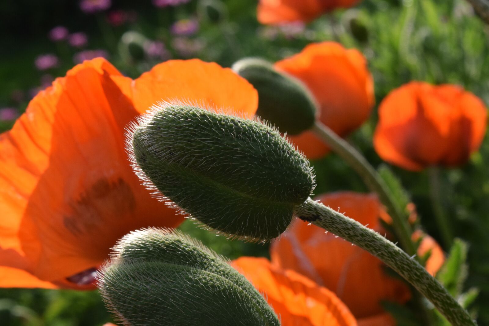 Nikon D3300 sample photo. Poppy, field of poppies photography