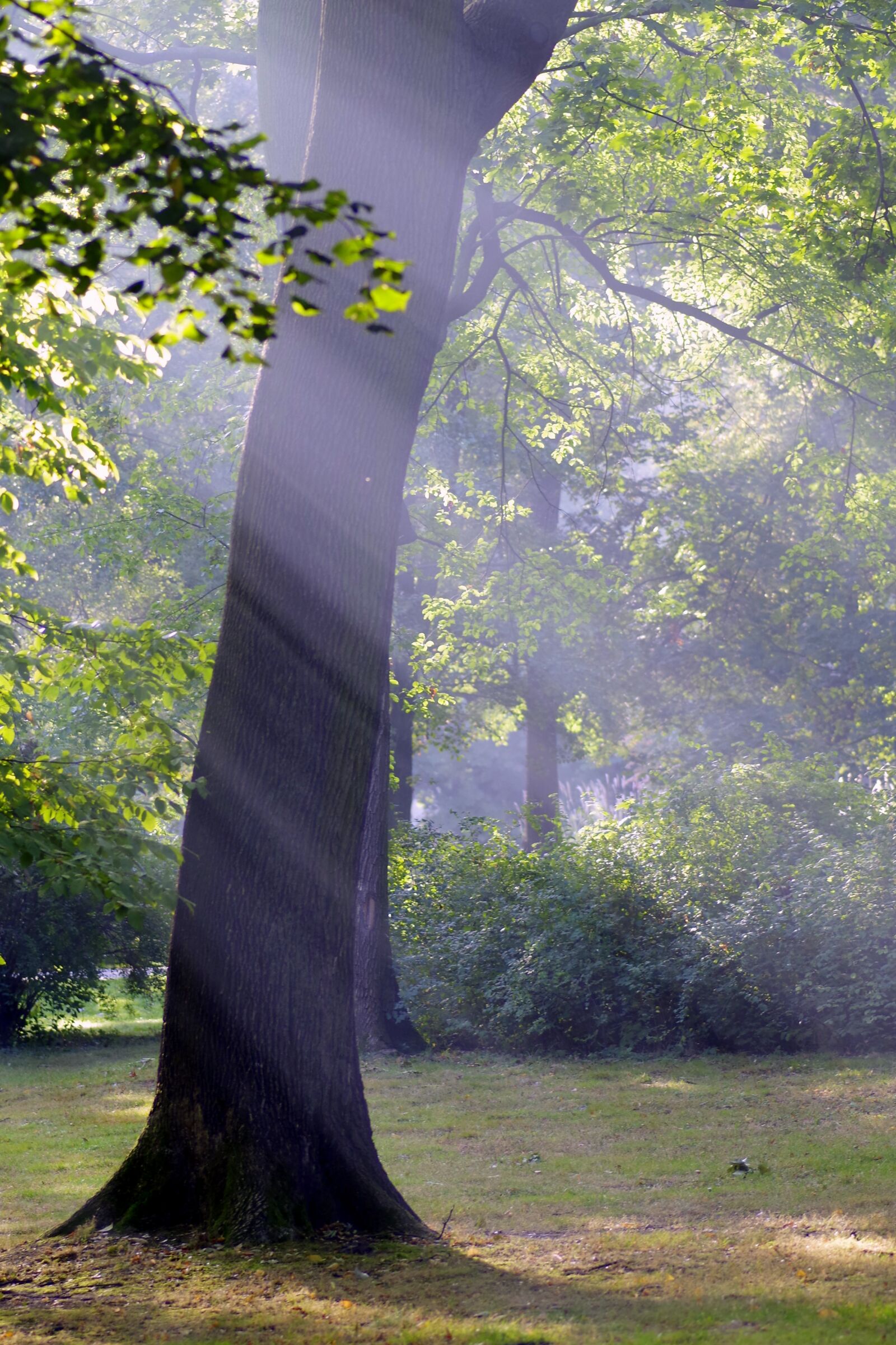 Pentax K-S2 sample photo. Autumn, morning, the sun's photography