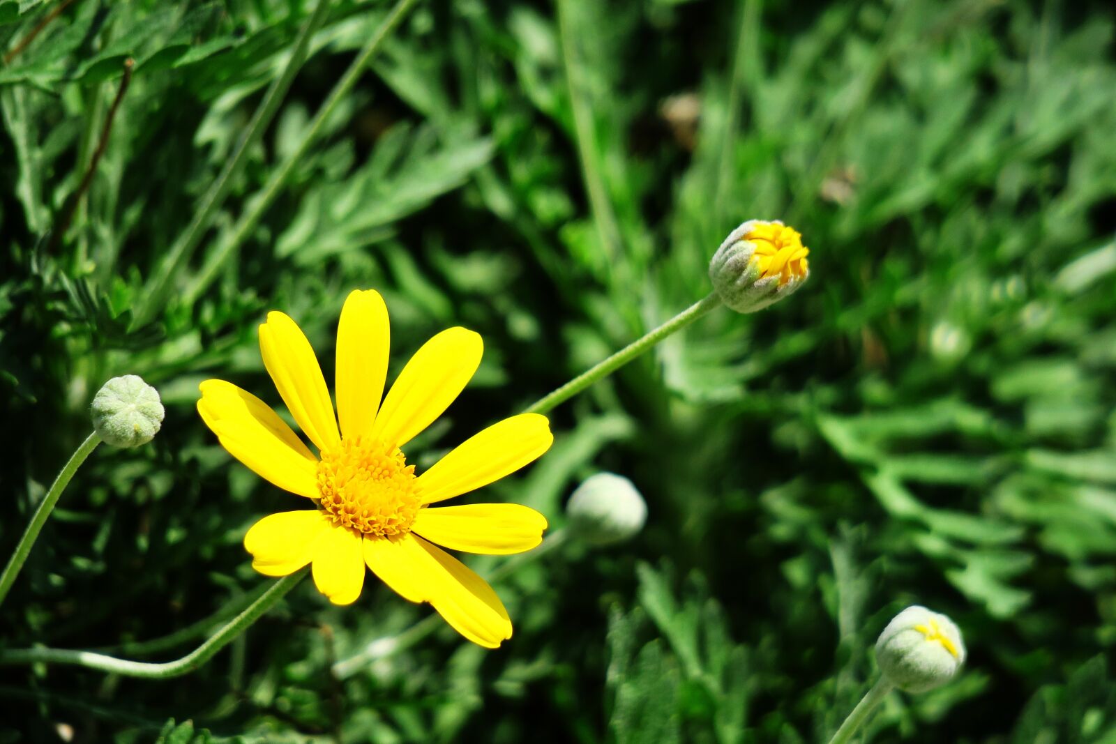 Canon PowerShot G3 X sample photo. Nature, plant, flower photography
