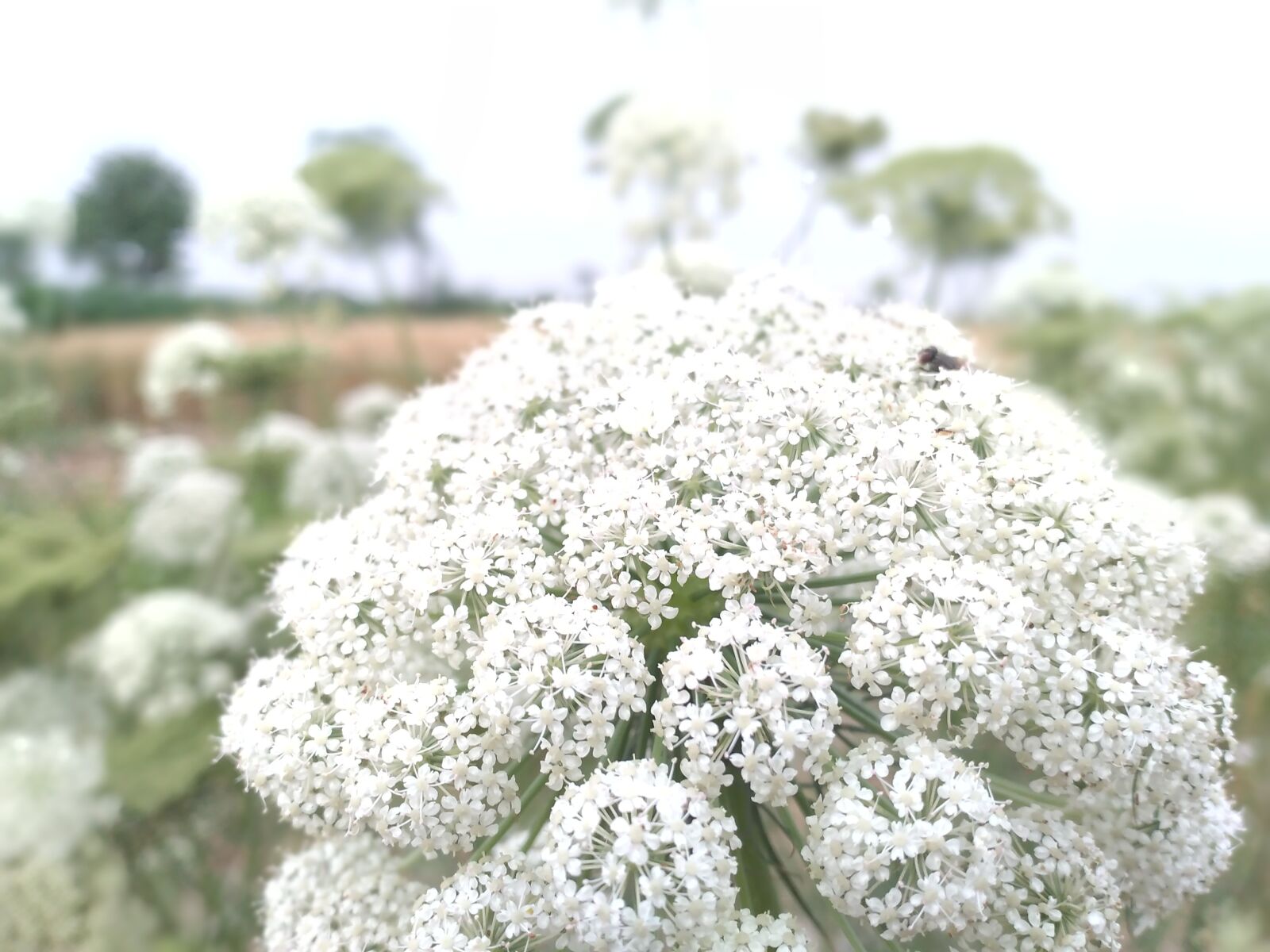 HUAWEI BKK-LX2 sample photo. Carrot, flower, carrot flower photography