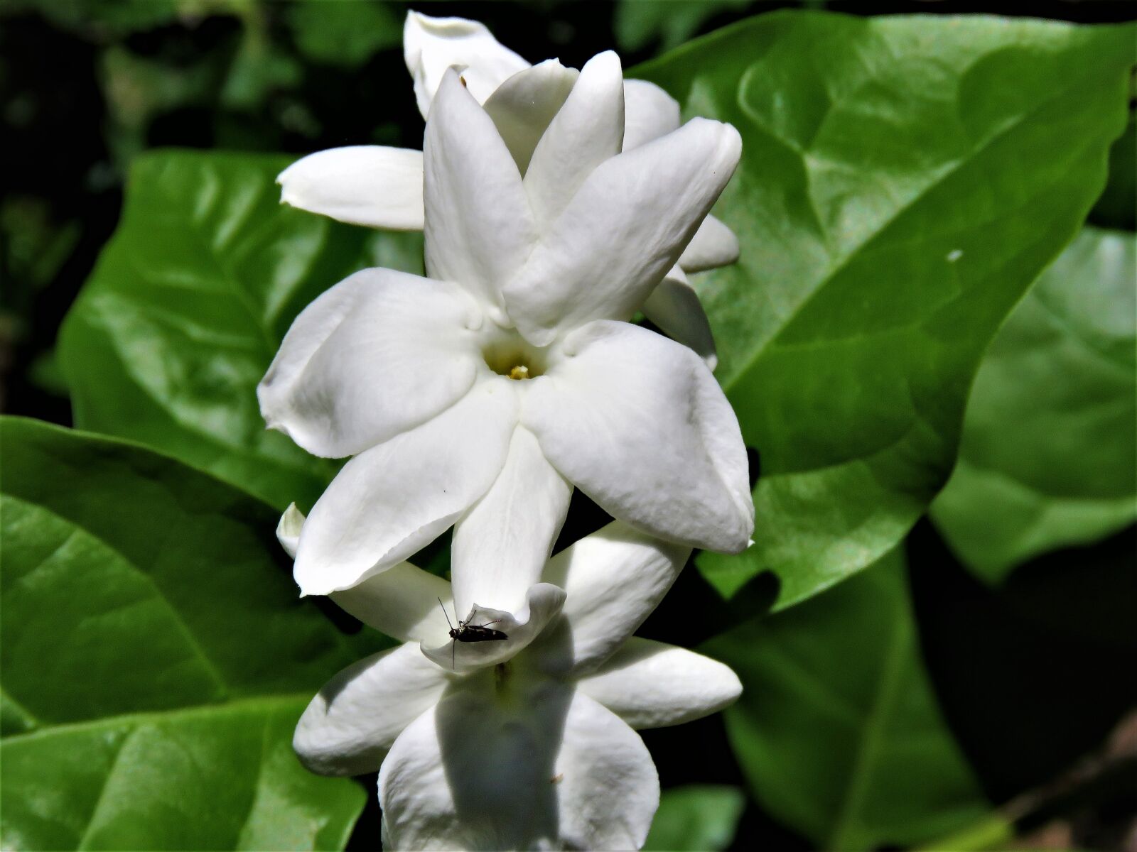 Canon PowerShot SX60 HS sample photo. Flowers, white, green vine photography