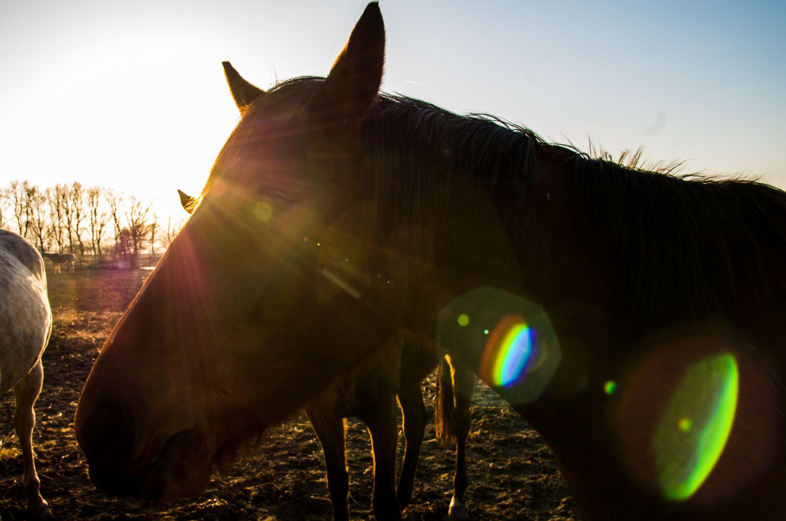 Sigma 17-50mm F2.8 EX DC HSM sample photo. Horse, wide angle, sun photography