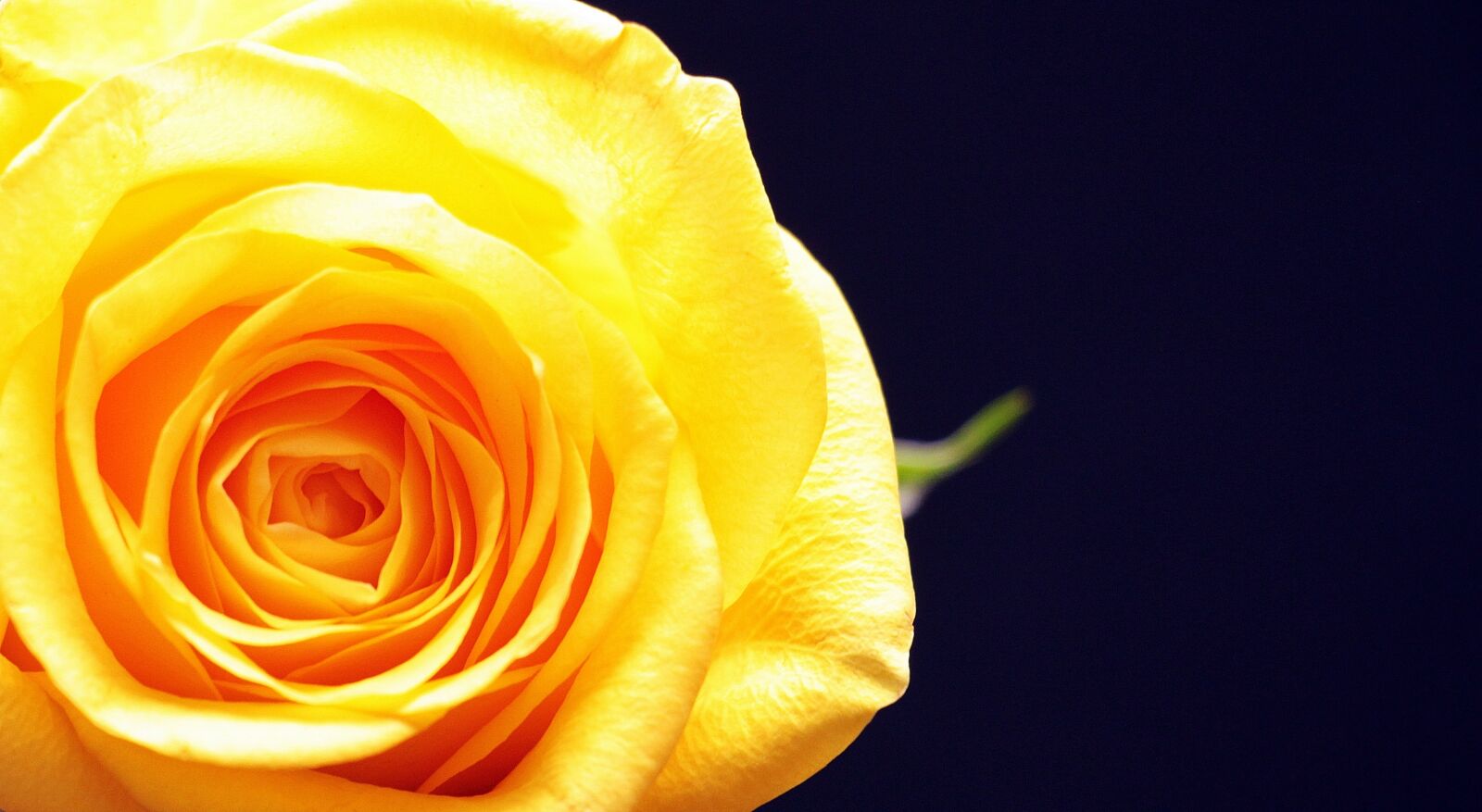 Canon EOS 550D (EOS Rebel T2i / EOS Kiss X4) sample photo. Rose, rose bloom, flower photography