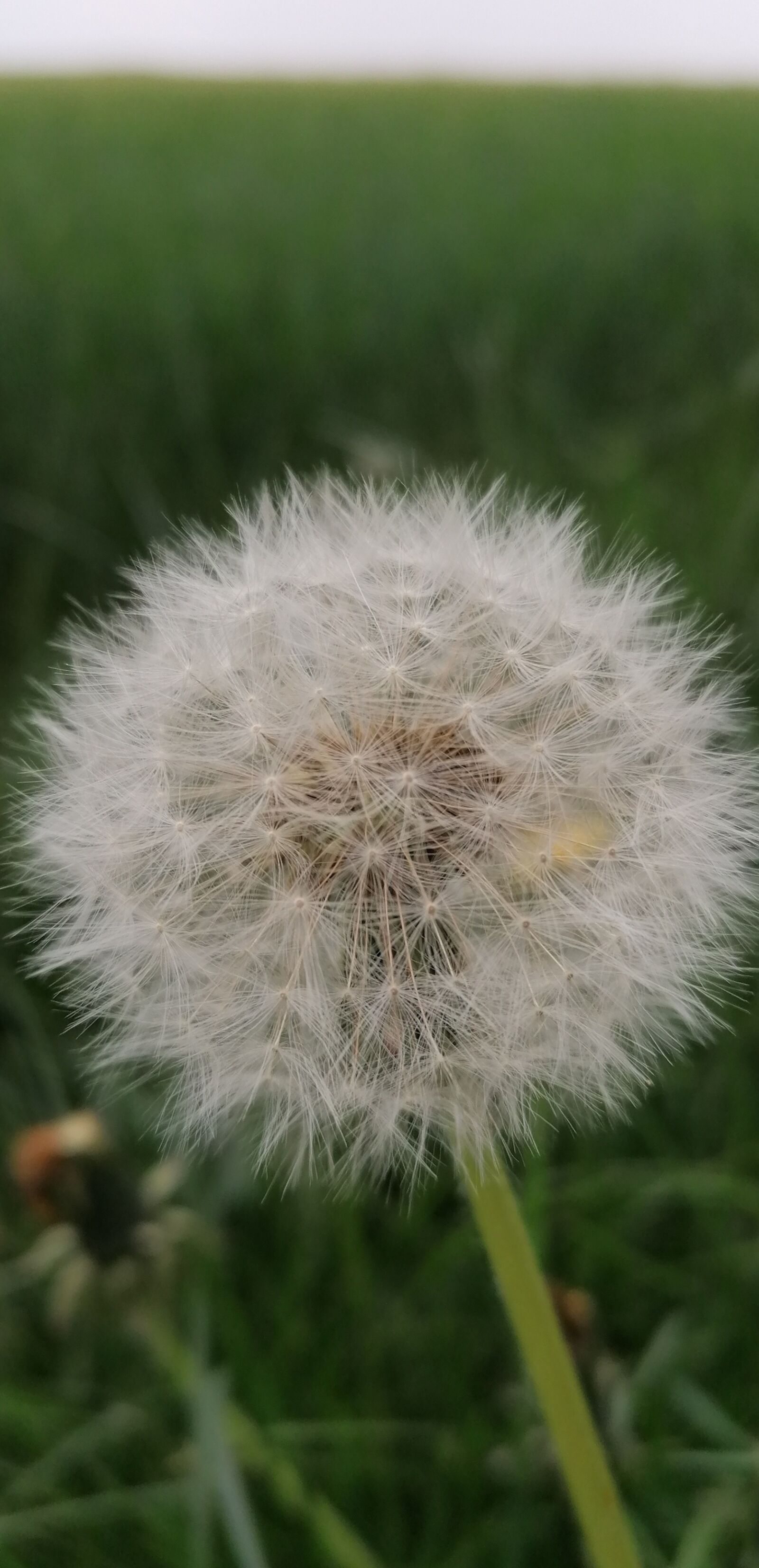 HUAWEI P30 LITE sample photo. Dandelion, field, meadow photography