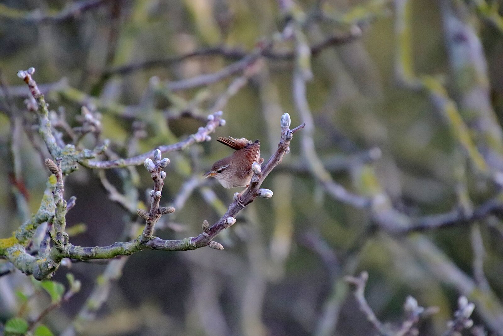Canon EOS 800D (EOS Rebel T7i / EOS Kiss X9i) sample photo. Wren, birds, sparrows photography