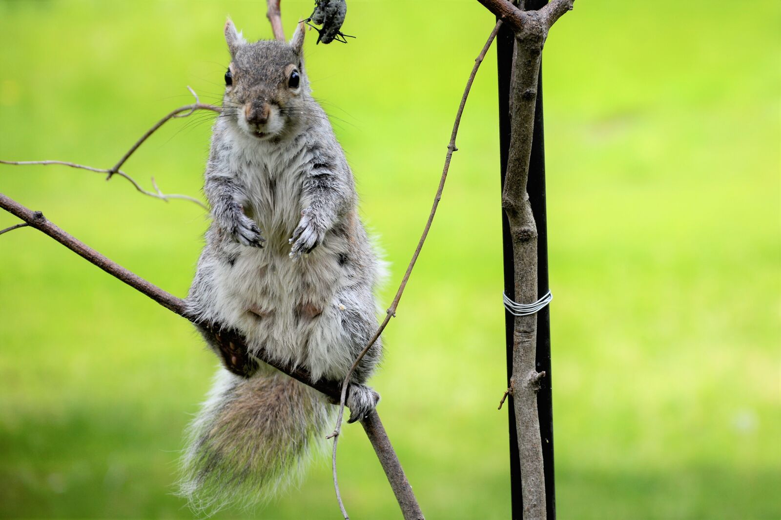 Nikon D7100 sample photo. Squirrel, young, female photography