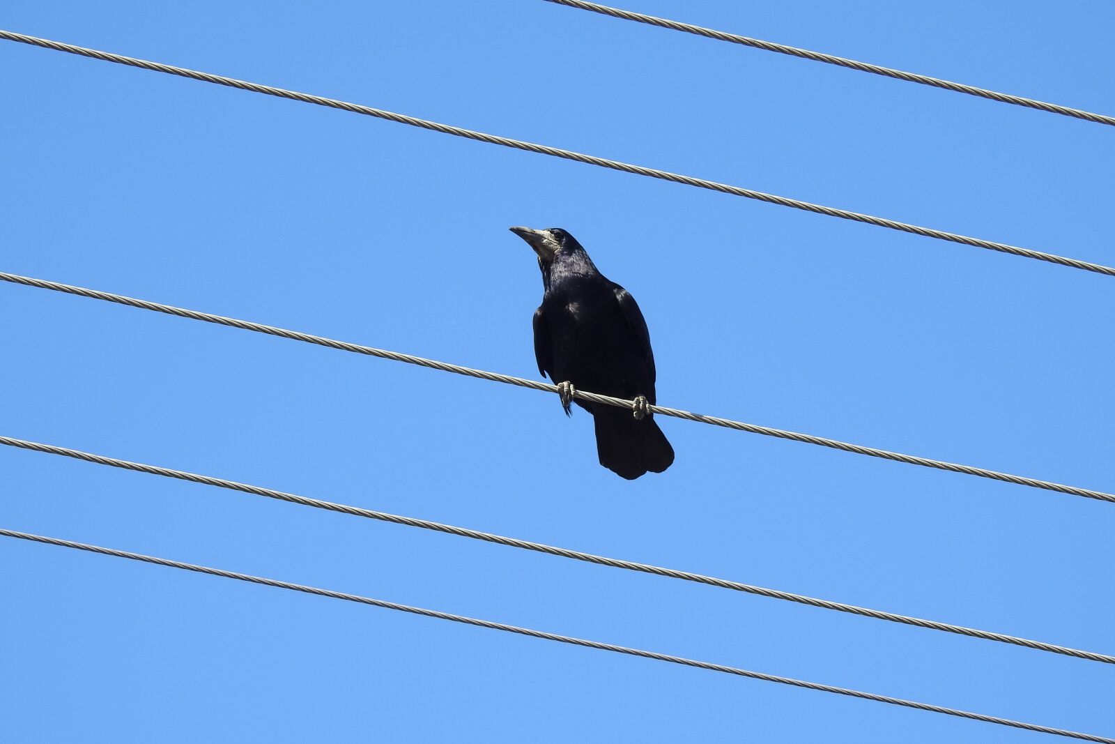 Nikon Coolpix P900 sample photo. Raven, crow, high voltage photography