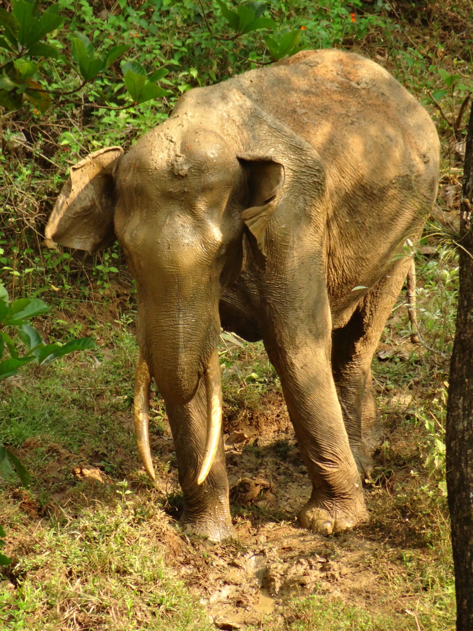 Sony DSC-HX200V sample photo. Indian tusker, elephant, nature photography