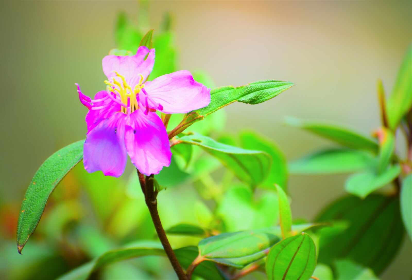 Nikon D5600 sample photo. Nature, flora, leaf photography