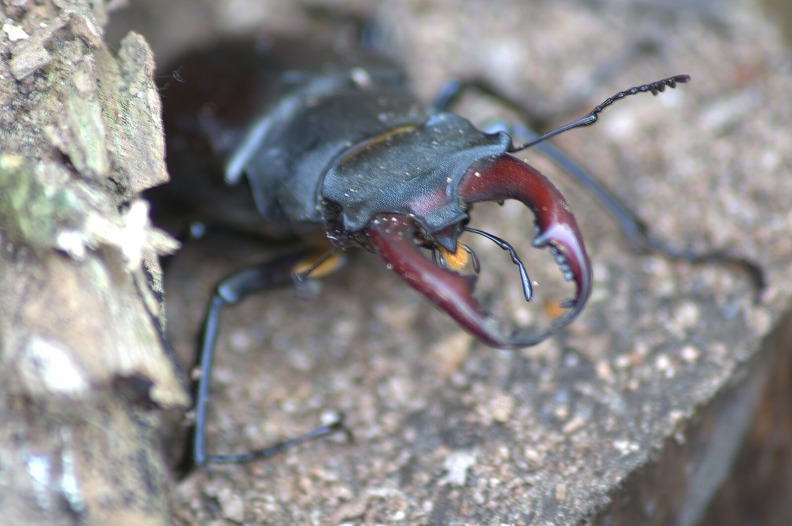 Nikon D3100 sample photo. Nature, insect, beetle photography