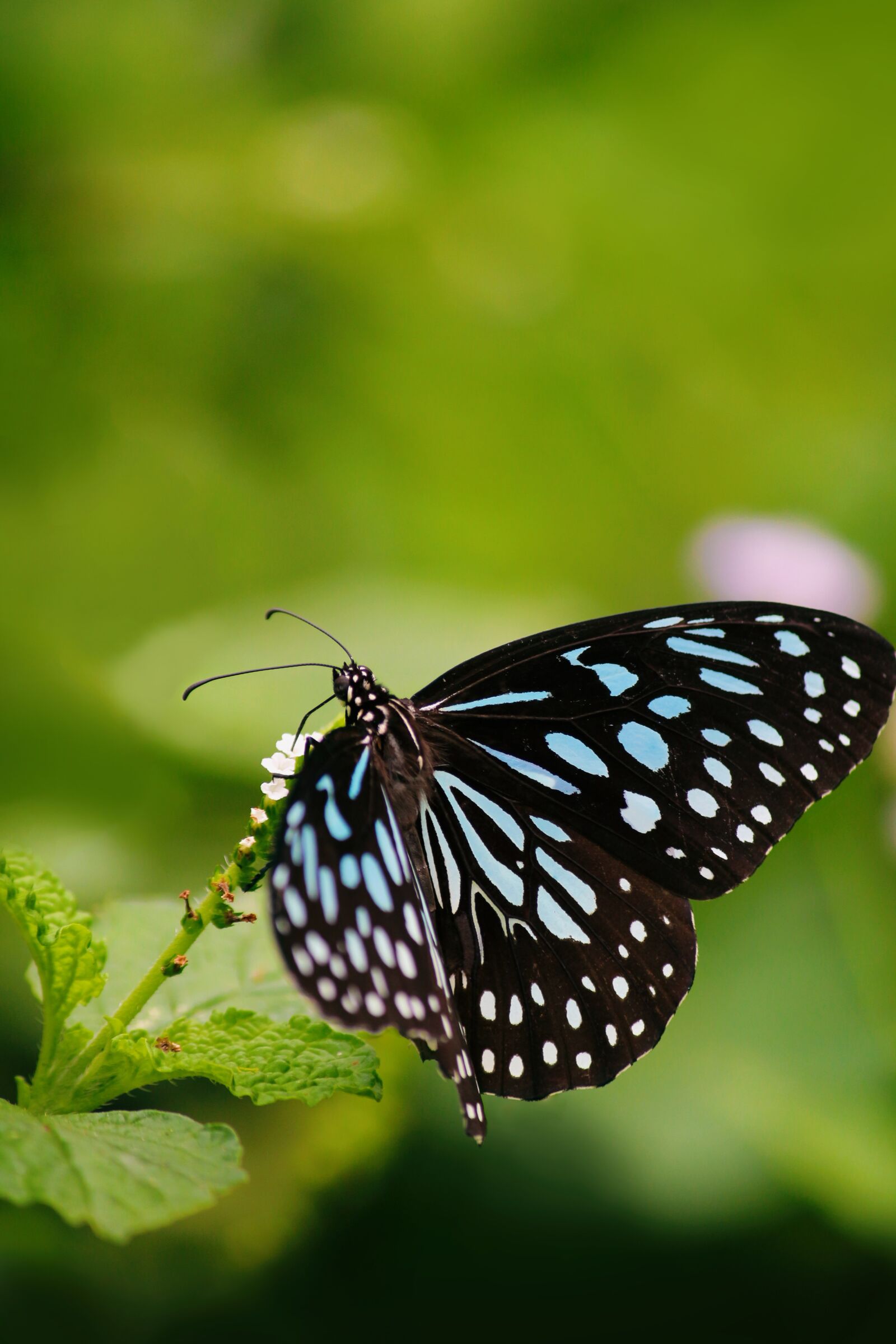 Canon EOS 700D (EOS Rebel T5i / EOS Kiss X7i) sample photo. Nature, butterfly, green photography