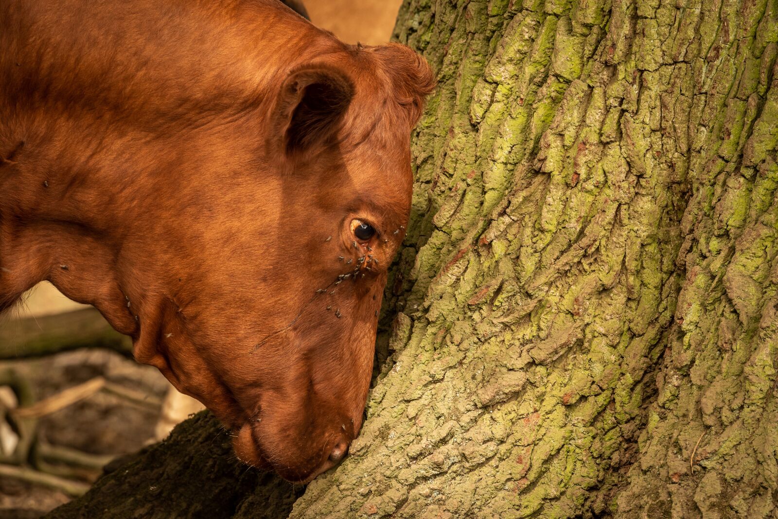 Nikon D750 sample photo. Cow, beef, cattle photography