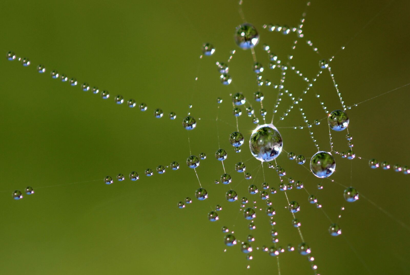 Canon EOS 650D (EOS Rebel T4i / EOS Kiss X6i) sample photo. Beaded, cobweb, web photography