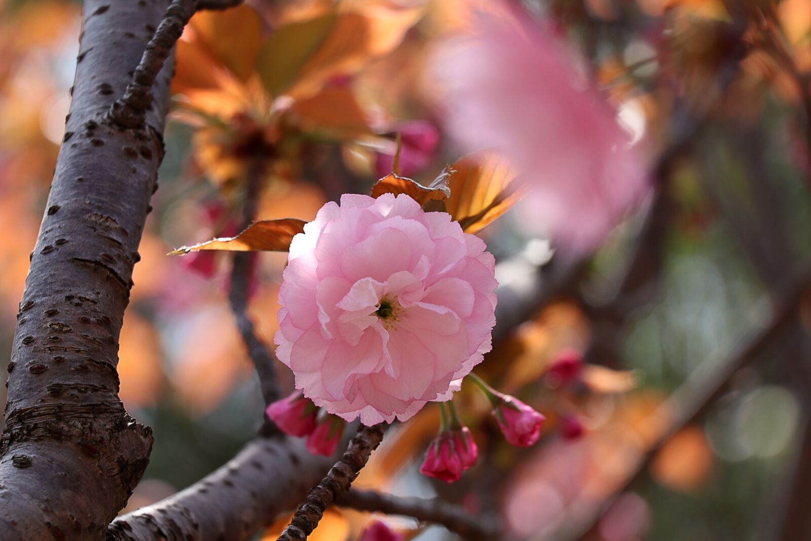 Canon EOS 77D (EOS 9000D / EOS 770D) sample photo. Nature, flower, tree photography