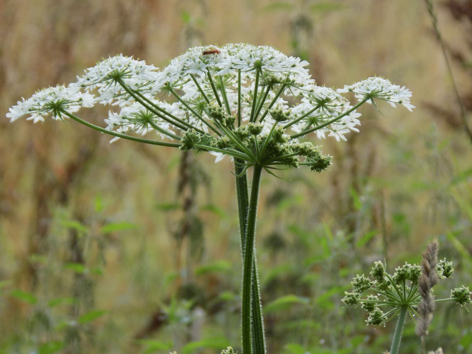 Nikon COOLPIX L340 sample photo. Giersch, umbelliferae, medicinal plant photography