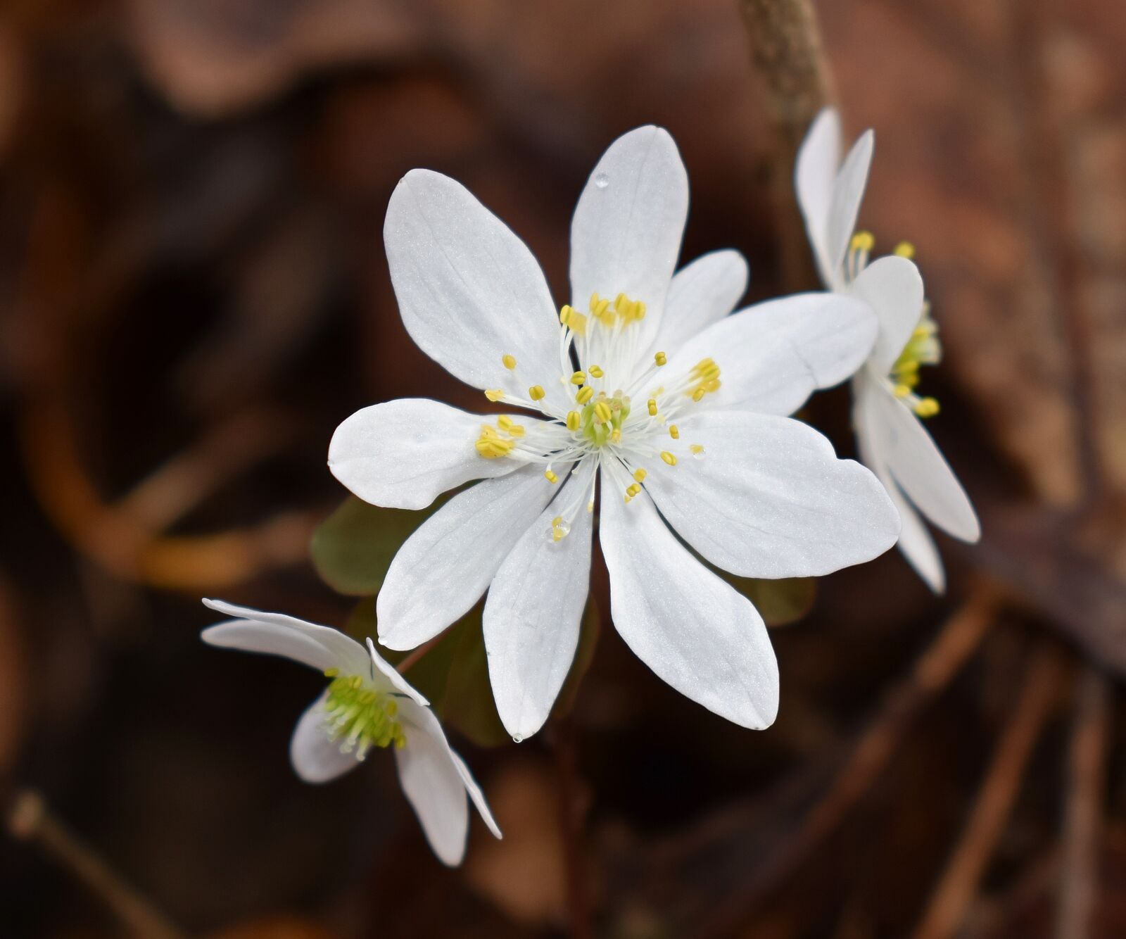 Nikon D3300 sample photo. Rue anemone, wildflower, flower photography
