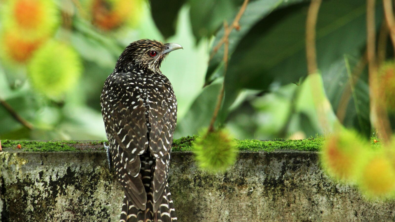 Canon EOS 1300D (EOS Rebel T6 / EOS Kiss X80) sample photo. Koel, asian, female photography