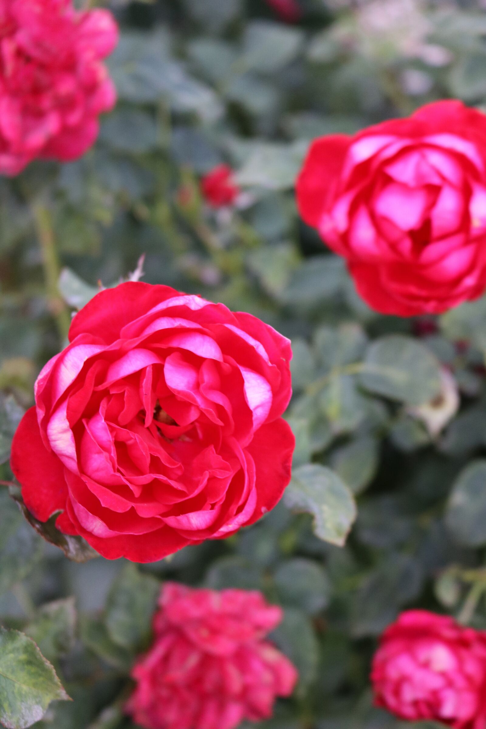 Canon EOS 750D (EOS Rebel T6i / EOS Kiss X8i) sample photo. Red, roses, flowers photography