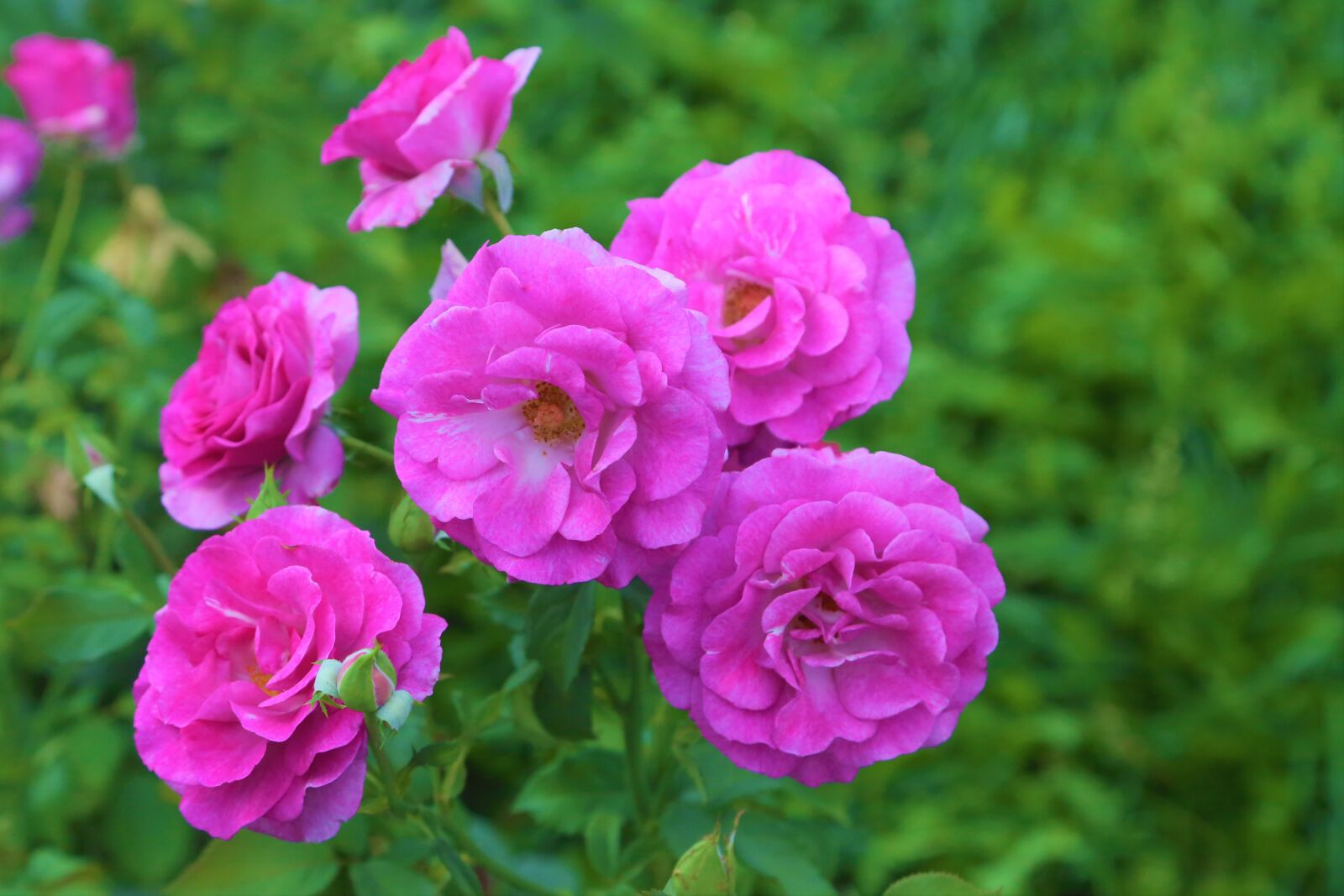 Canon EOS 6D + Canon EF 24-105mm F4L IS USM sample photo. Rose, flower, nature photography