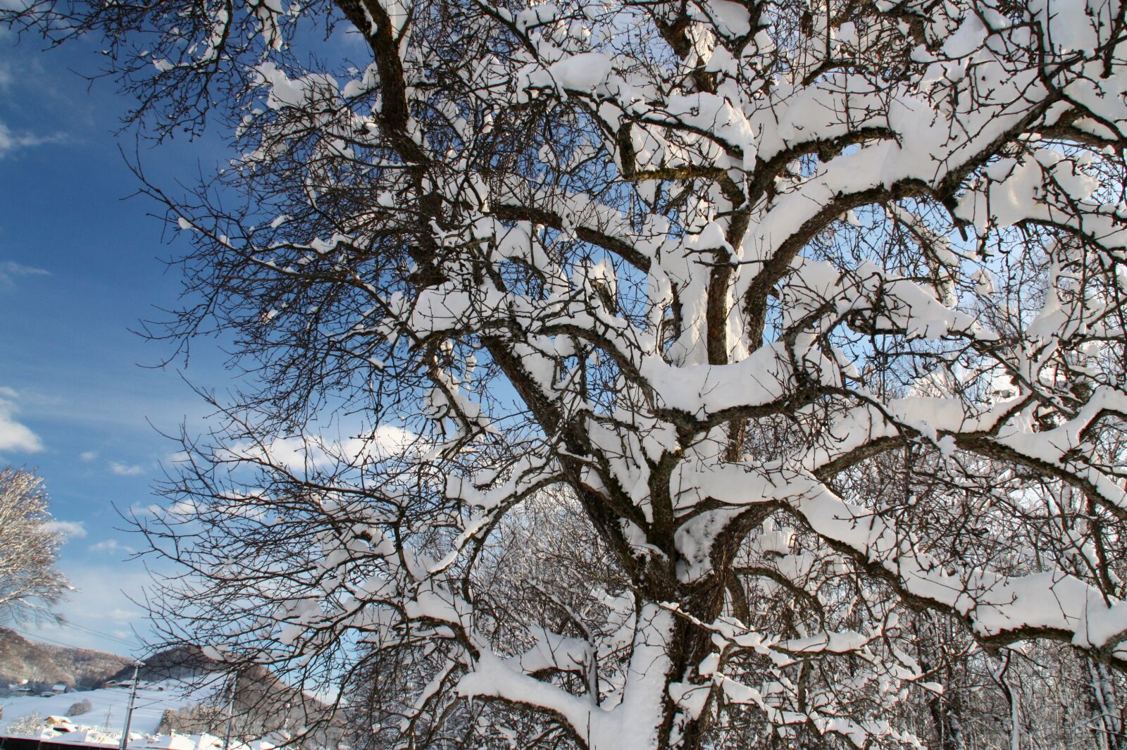 Canon EOS 450D (EOS Rebel XSi / EOS Kiss X2) sample photo. Winter, snow, snow landscape photography