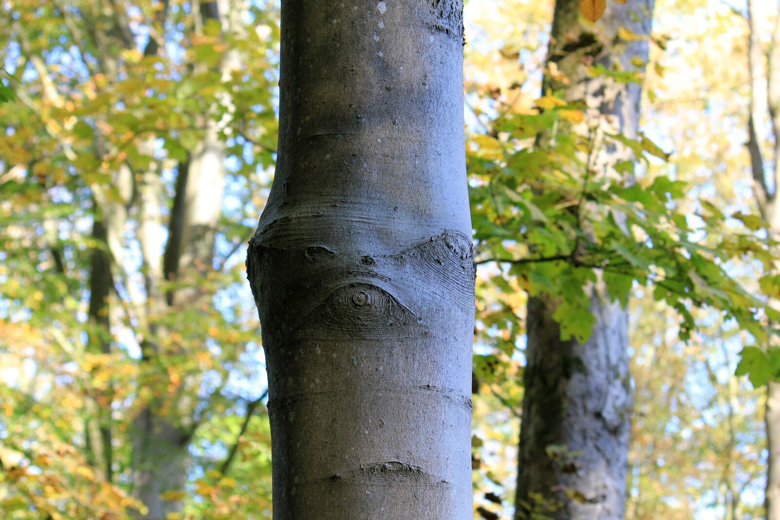 Canon EOS 550D (EOS Rebel T2i / EOS Kiss X4) sample photo. Tree, spirit of the photography