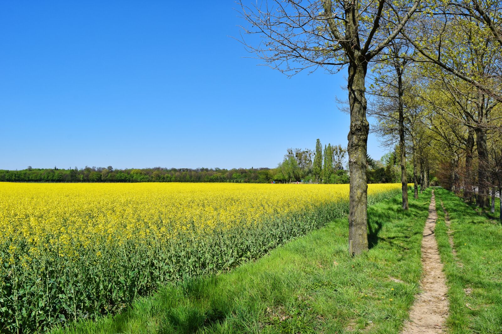 Nikon D3300 sample photo. Field, oilseed rape, yellow photography