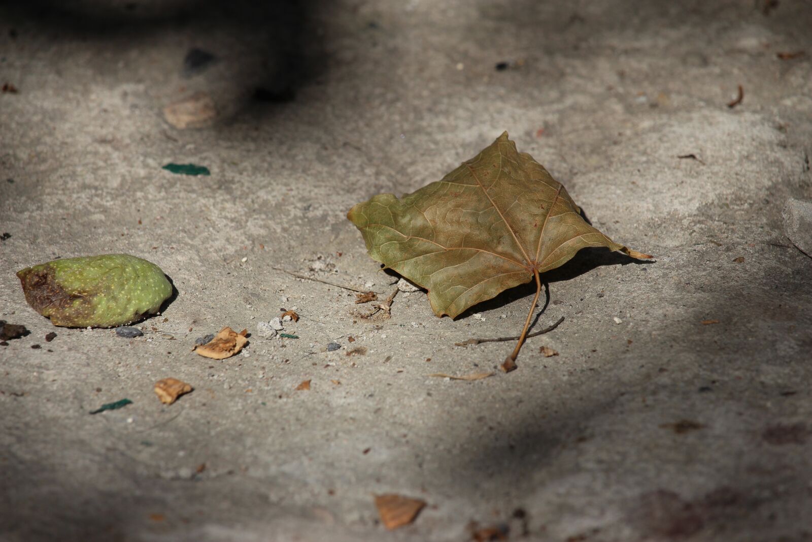 Canon EF-S 55-250mm F4-5.6 IS STM sample photo. Leaf, nostalgia, texture photography
