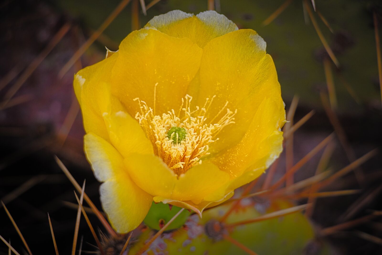 Canon EOS 750D (EOS Rebel T6i / EOS Kiss X8i) sample photo. Flower, cactus, thorns photography
