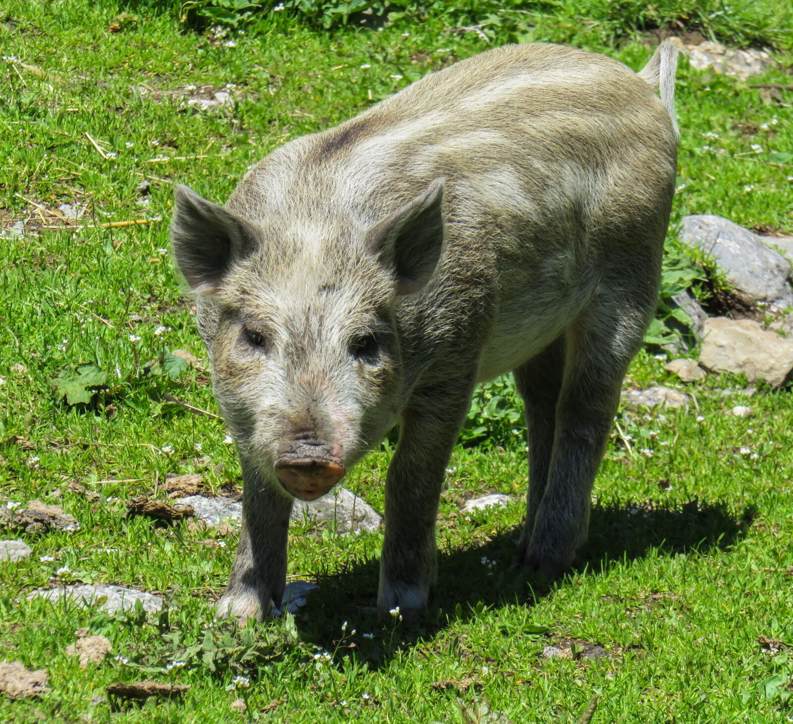 Canon PowerShot SX710 HS sample photo. Animal, pig, piglet photography
