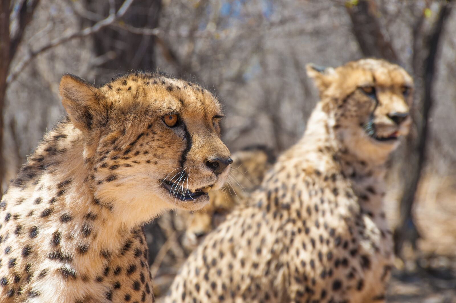 Nikon D300 sample photo. Cheetah, cat, big cat photography
