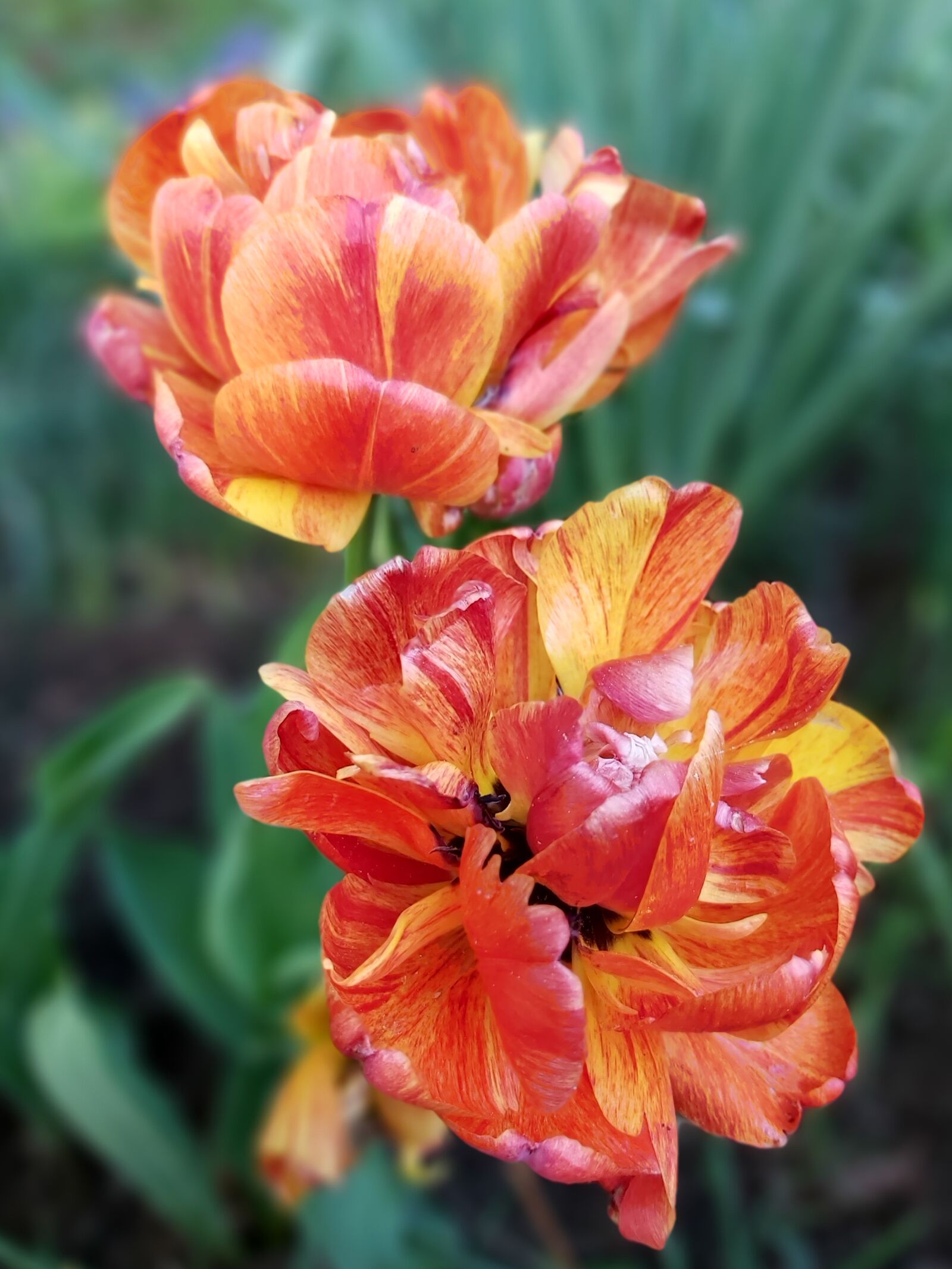 Samsung Galaxy A70 sample photo. Tulips, tulipa, fr hlingsbl photography