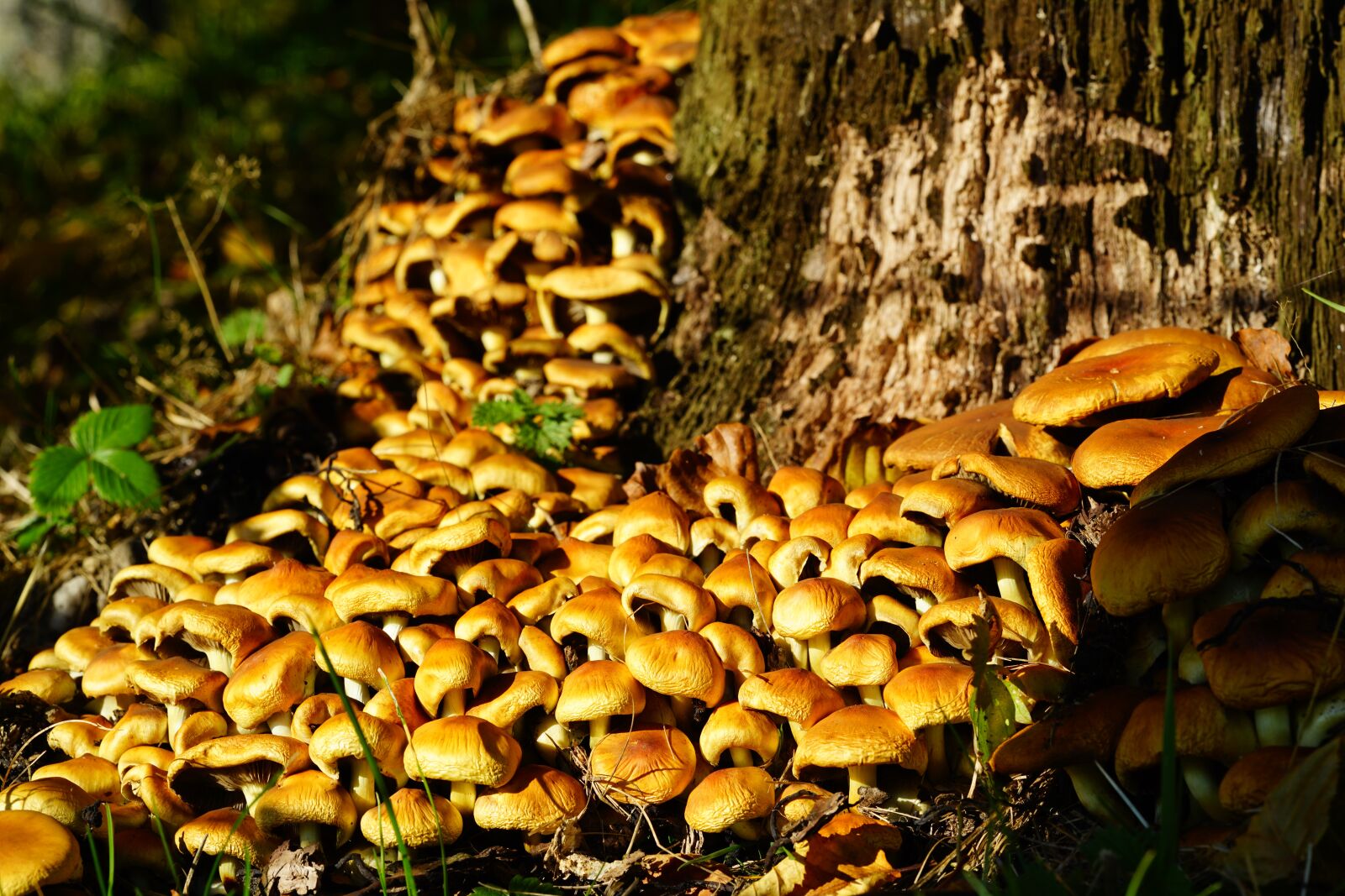 Sony a7R II + Sony FE 90mm F2.8 Macro G OSS sample photo. Mushrooms, nameko, galerina photography